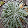 Plants: image 37 0f 70 thumb